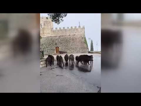 Wild boars are invading Campobasso. Mayor Forte issues a warning to the Region - November 20, 2025