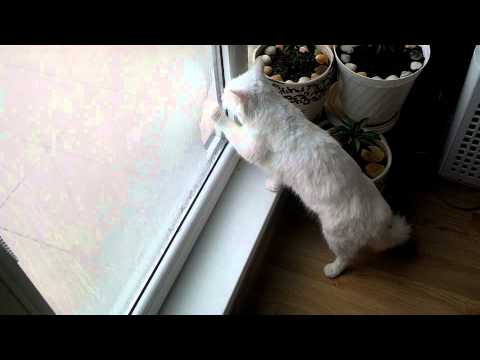 Angora cat is cleaning the window