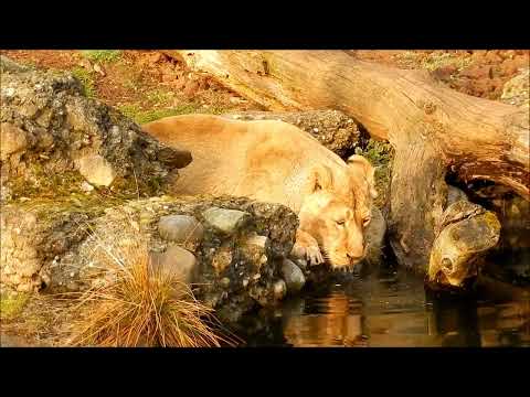 Big cat Amazing World Of Young Animals