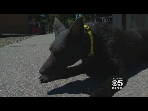 Lifelike Fake Dog Used To Train K-9 Handlers On Lifesaving Techniques