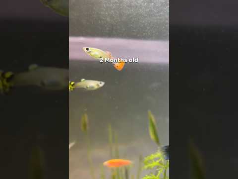 Guppy Fry Growth Stages | Fish keeping | Aquarists #shorts