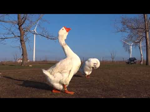 06.02.2018.Video 12.RUSLAN & NATASHA.Olympus Farm.