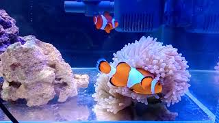 magnificent sea anemone and my clown fish couple