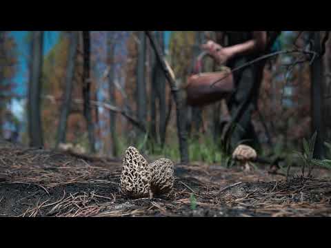 UP ON THE MOUNTAIN Trailer