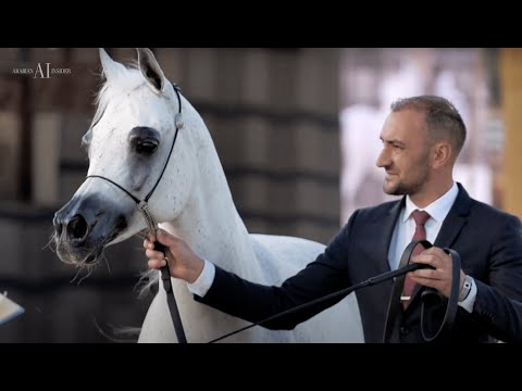 💠 MAISA AL NASSER 💠⁣ Mares Championship Contender, 2022 KIAHF