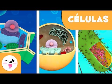 Las células procariotas y eucariotas - Ciencias Naturales- Vídeo educativo para niños