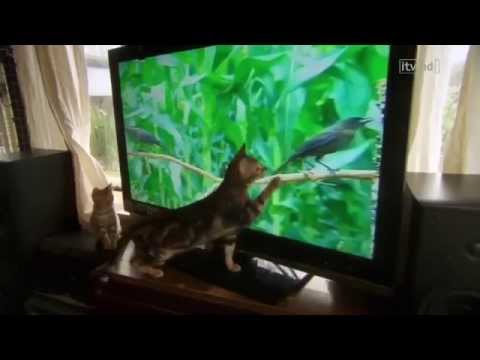 The Wonderful World of Cats   HD Nature Wildlife Documentary
