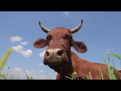 Трейлер документального фильма "БХУМИ"