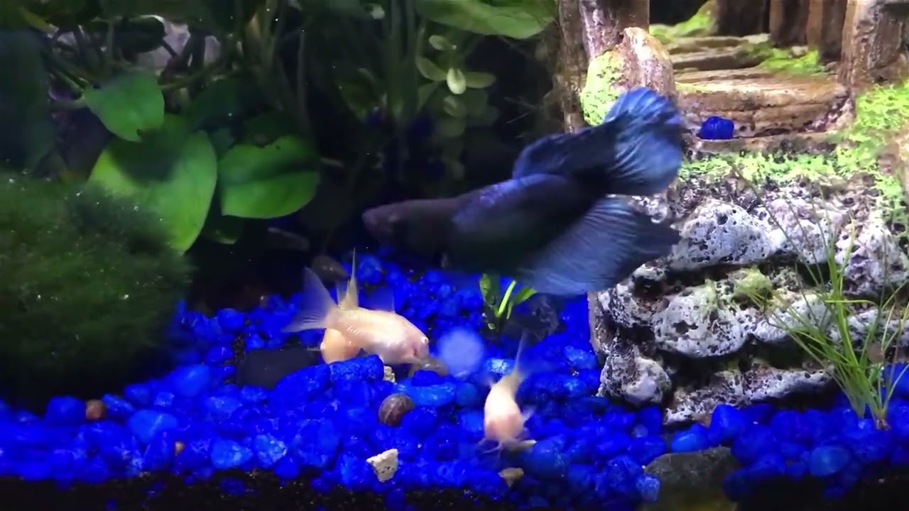 Healthy Betta fish swimming in a suitable aquarium