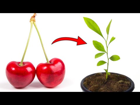 Grow Cherry Trees from Seed - THE QUICK AND EASY EXPLANATION