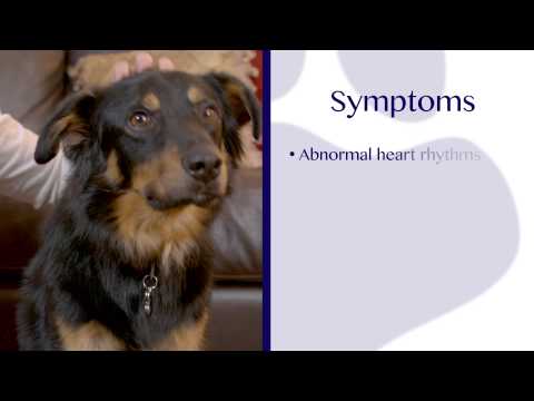 Paws on Safety: 1 Min Pet Clinic - Chocolate Toxicity