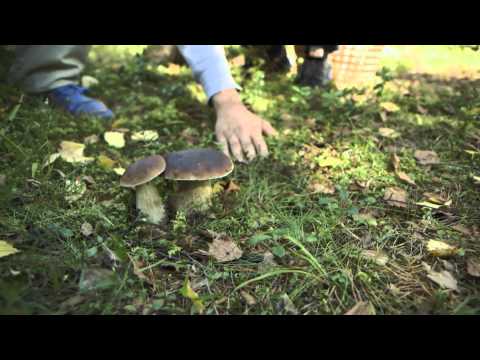 Sopp 1-2-3: Steinsopp