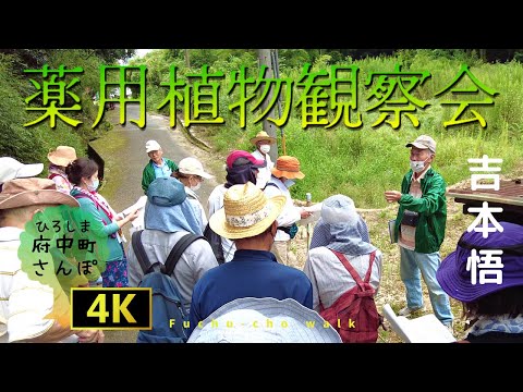 薬用植物としてのショウガ:応用と効果 植物