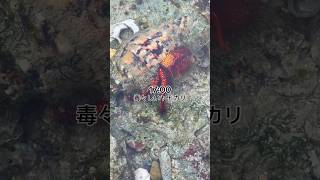 沖縄に住む自由人の1日　【Part40】 #日常 #vlog #日常 #日常vlog #アウトドア #沖縄 #fishing #asmr #routinevlog