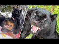 Black Panther and Rottweiler Best Friends