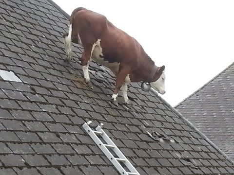 Ludzie mówią, że zwierzęta są głupie...