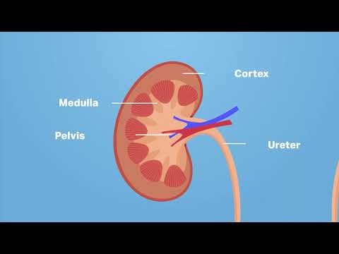 The Structure of the Kidney and Nephron - Kidney WJEC GCSE Biology - ENGLISH