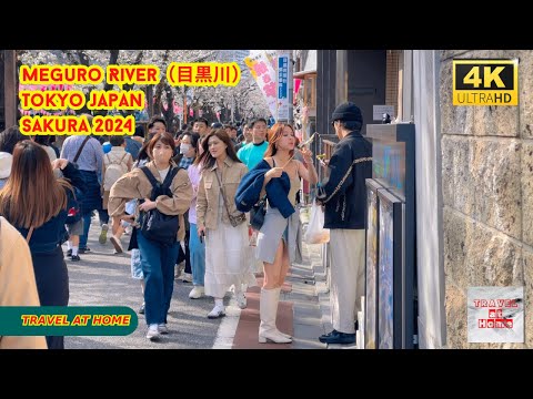 4k hdr japan travel 2024 | Cherry blossoms in Meguro River（目黒川）Tokyo  |  Best sakura viewing place