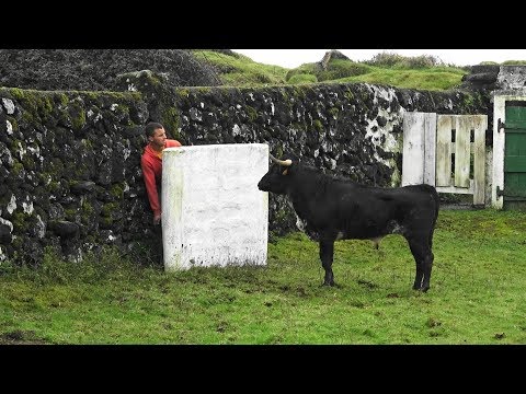 Ganadaria JAF - Vacinar Touro Doente - Vaccinating Sick Bull In JAF Cattle Ranch