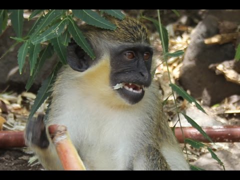 Amazing St-Kitts - Wild Vervet Monkeys