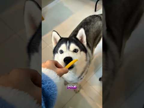 Quand des animaux partagent des chips… c’est trop mignon 😍🐶🐱~#ytshorts #shorts