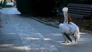 Angry bird! Пеликан напал на девушку в парке! | Angry bird! Pelican attacked the girl in the Park!