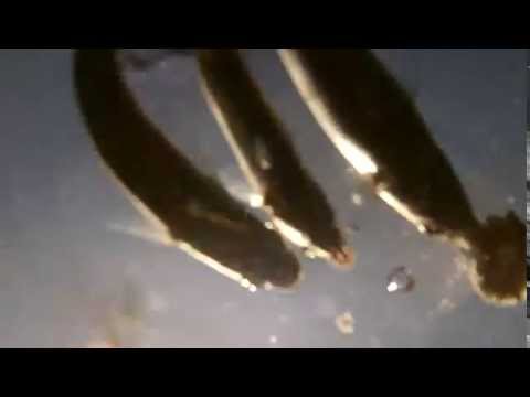 des poissons volants