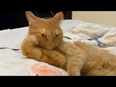 Cats Being Comedy Who Deserve an Oscar 😂🐱 Best Funny Cat Videos 2026
