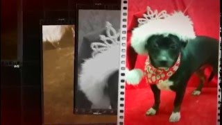 Classy Canine and Cat Grooming and Supplies, Fort Smith, AR, 72903 -  (479) 321-3381