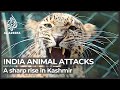 India Why Animal Human Conflict Is On The Rise In Kashmir
