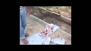 I&#39;m sad my goat died today