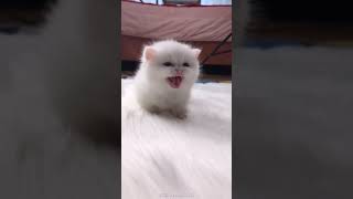 most funny cute animals in the world#2