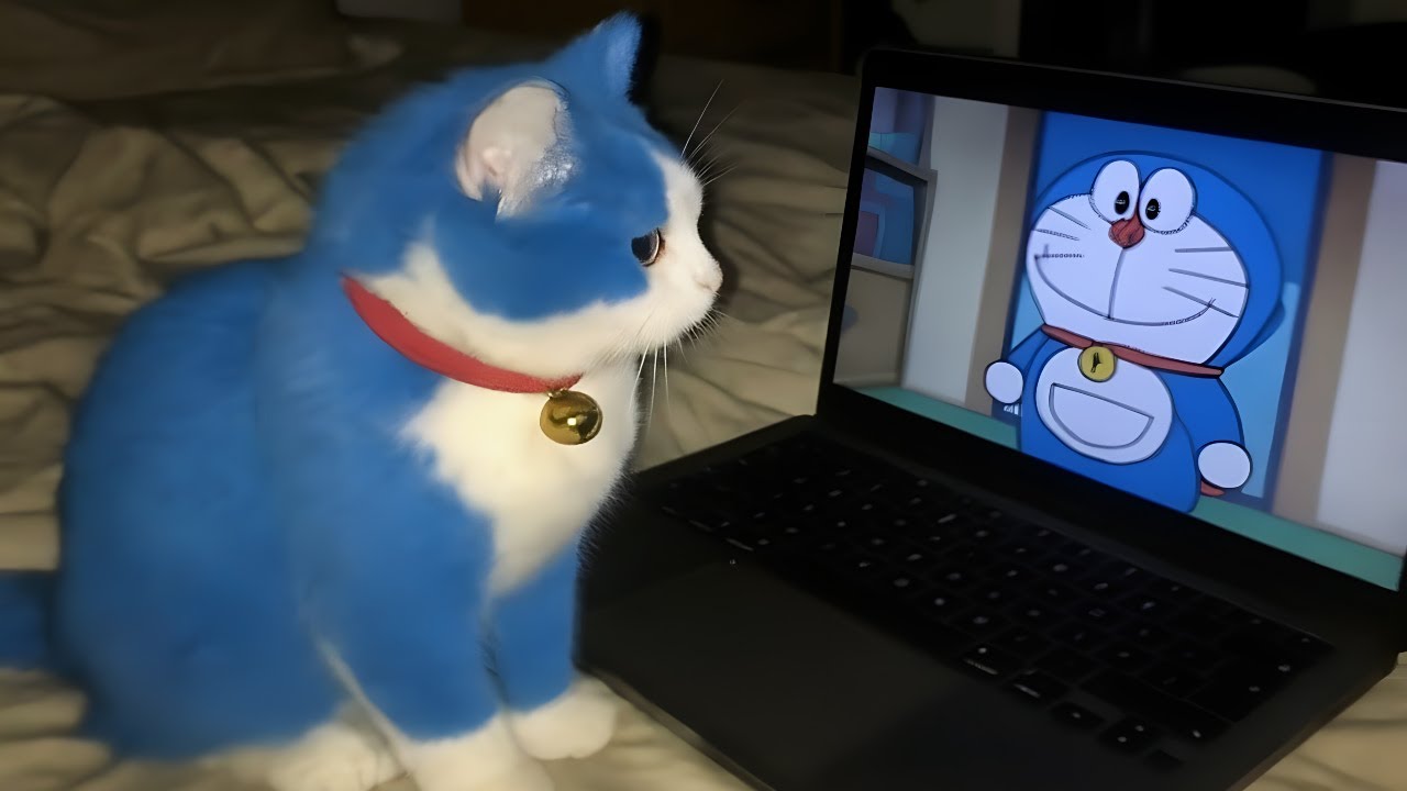 FUNNY CATS MEMES COMPILATION V01