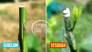 Download lagu Cara Tempel Mata Tunas Tanaman Jeruk || Bud Grafting mp3 Download lagu Cara Tempel Mata Tunas Tanaman Jeruk || Bud Grafting mp3