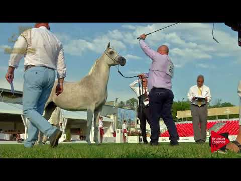 N.86 EUSPIRA - 2017 Pride Of Poland - 11 Years Old and Olders Mares (Class 9)