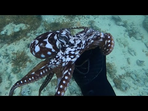 How to Hunt and Catch Tako Fast!!!  // Spearfishing Hawaii 2020