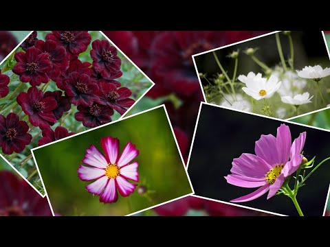 Evo kako da uzgajate kosmos jednogodišnju biljku sa cvetovima u raznim bojama koji privlače pčele