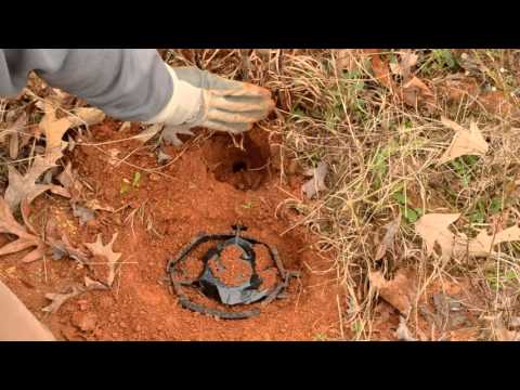Dirthole Set - trap coyotes, or any predator with this set