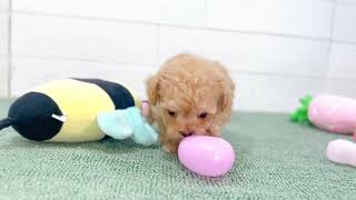 ハーフ犬の動画01