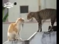 Video Kucing Lucu Banget Bahasa Jawa YouTube
