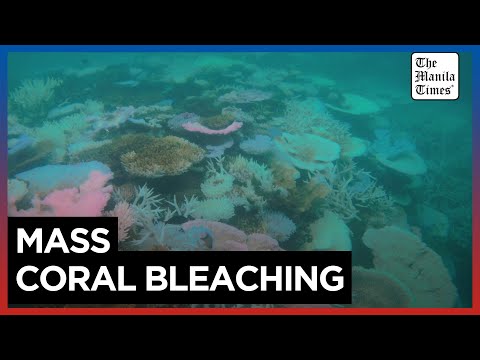 Fear for Australia's Great Barrier Reef after mass bleaching