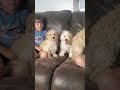 Maltipoo dogs for sale: Theodore - Video 1