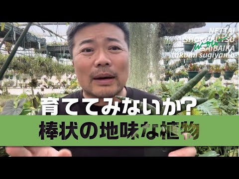 園芸 シーバックソーン、シーバックソーン、シャイニングソーン、グリセット、偽クロウメモドキ