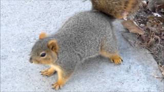 preview picture of video 'Columbus, NE - Squirrel at Pawnee Park, Nov. 28, 2014'