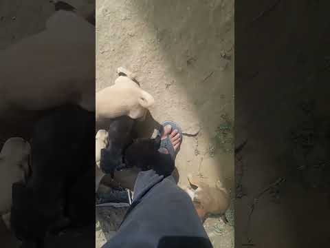 #ilovemydog ❤️❤️❤️