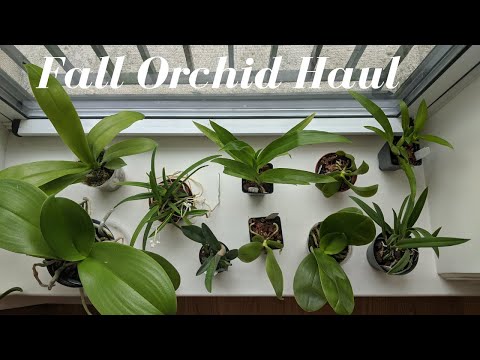 Fall Orchid Haul!  Orchids by Hausermann | New Phalaenopsis Primary Hybrids & Brassavolas
