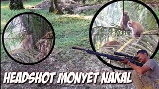 Download lagu SADIS...‼️Bantai habis monyet yang merusak tanaman warga// KILL THE MONKEY mp3 Download lagu SADIS...‼️Bantai habis monyet yang merusak tanaman warga// KILL THE MONKEY mp3