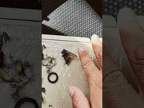 園芸 孤独なスズメバチ、素晴らしくて便利