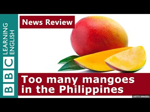菲律賓的芒果過剩。新聞評論 (Mango surplus in the Philippines: News Review)