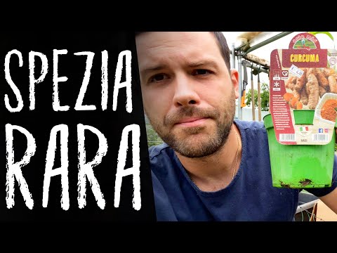 Coltivare la CURCUMA in VASO